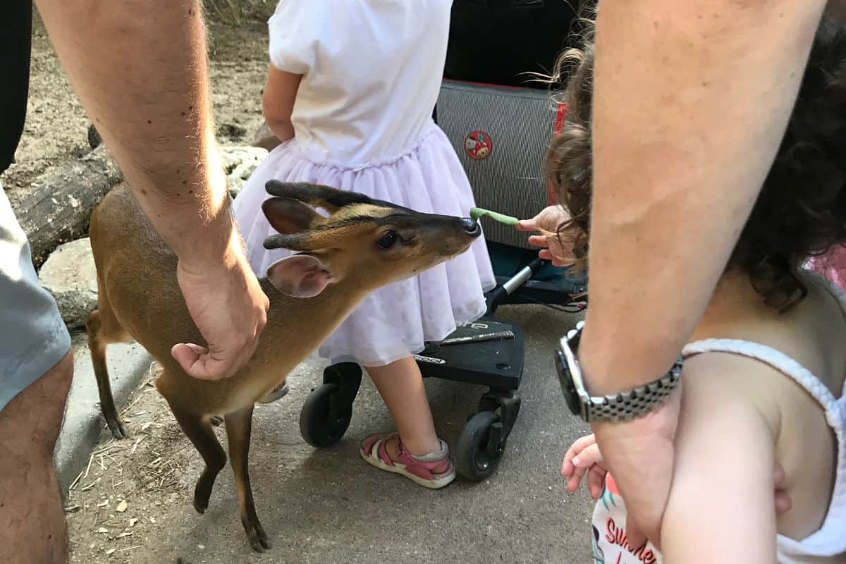 Kids feeding animals at Faunia in Madrid