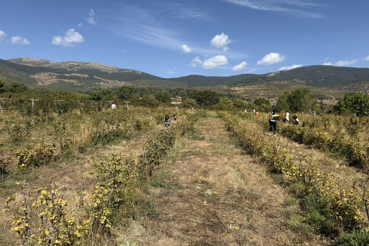 Kids picking berries at ECOs de Lozoya